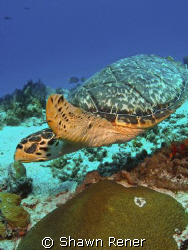 Hawksbill Turtle, Eretmochelys imbriocota- Brown shells w... by Shawn Rener 